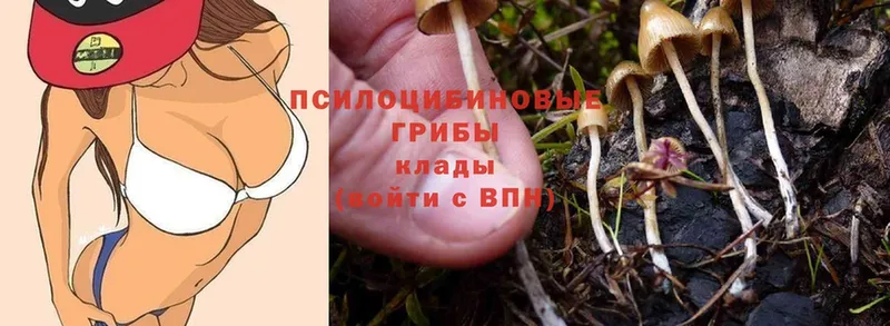 Псилоцибиновые грибы Psilocybine cubensis  кракен как войти  Ефремов  наркошоп 